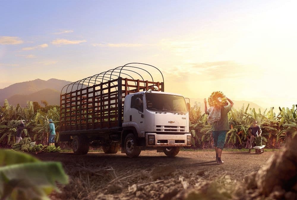 White cargo truck being loaded with agricultural harvest on farm